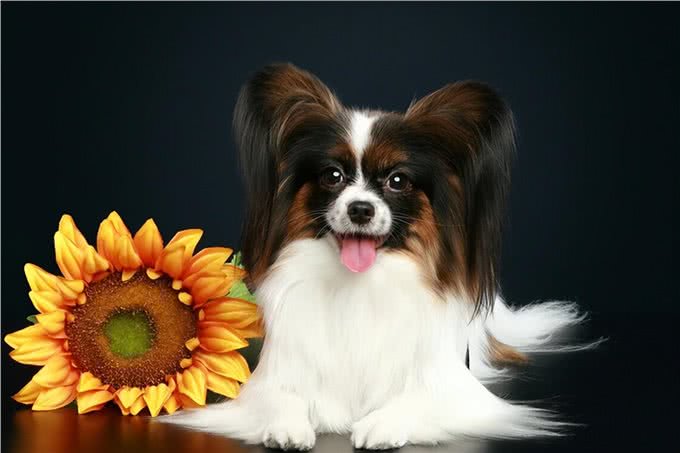 建议你养蝴蝶犬的6大理由，网友:养了看不上其他狗