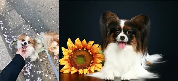 建议你养蝴蝶犬的6大理由，网友:养了看不上其他狗
