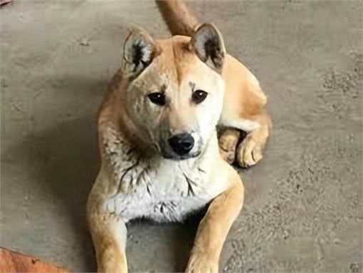中华田园犬:咱家的狗真的比舶来品差吗?