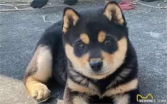 中华田园犬:咱家的狗真的比舶来品差吗?