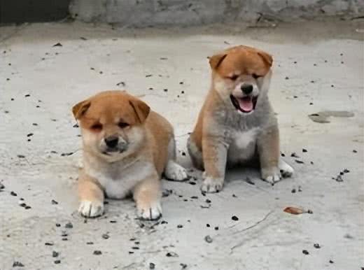 中华田园犬:咱家的狗真的比舶来品差吗?