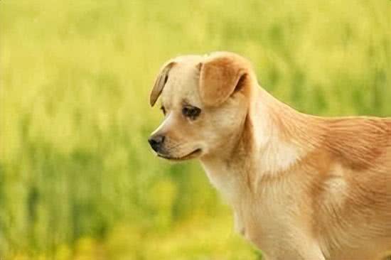 中华田园犬:咱家的狗真的比舶来品差吗?