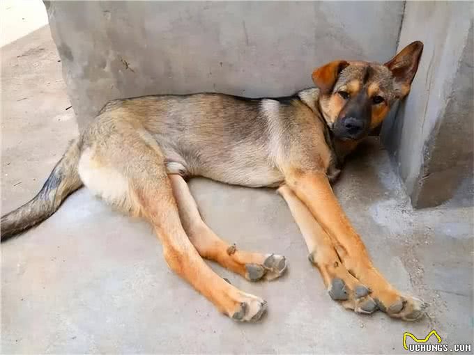 中华田园犬:咱家的狗真的比舶来品差吗?