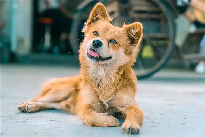 中华田园犬:咱家的狗真的比舶来品差吗?