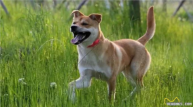 中华田园犬:咱家的狗真的比舶来品差吗?