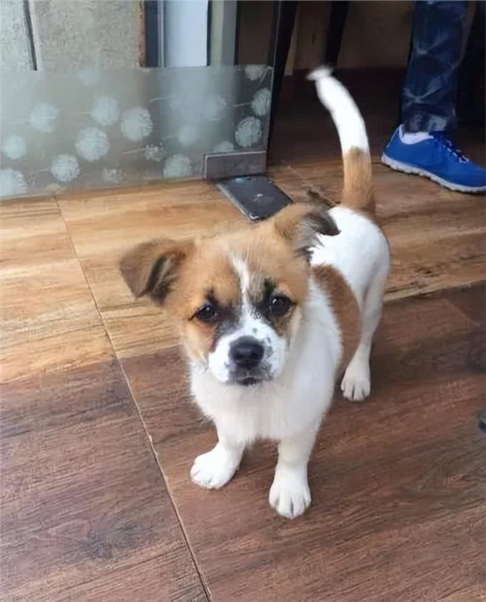 中华田园犬:咱家的狗真的比舶来品差吗?