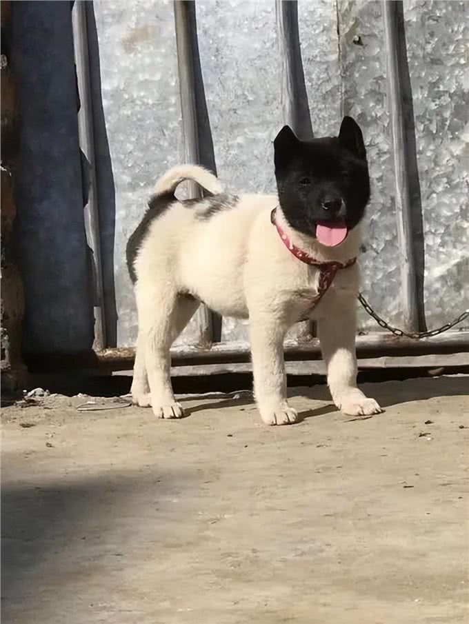 中华田园犬:咱家的狗真的比舶来品差吗?
