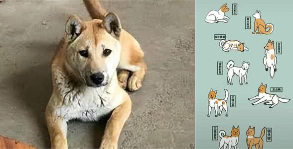 中华田园犬:咱家的狗真的比舶来品差吗?