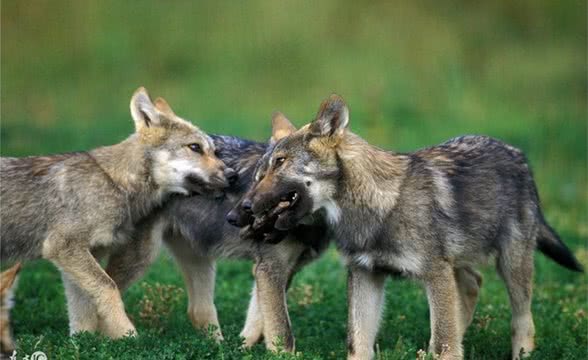 名犬鉴赏—法国狼犬
