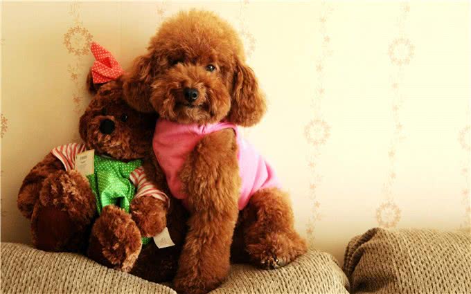 萌翻天的小泰迪也有5个缺点，养它前，先问问自己能接受吗