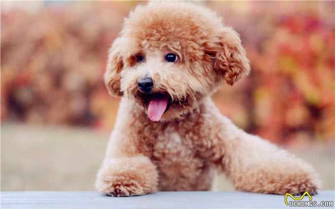 萌翻天的小泰迪也有5个缺点，养它前，先问问自己能接受吗