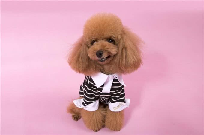 萌翻天的小泰迪也有5个缺点，养它前，先问问自己能接受吗