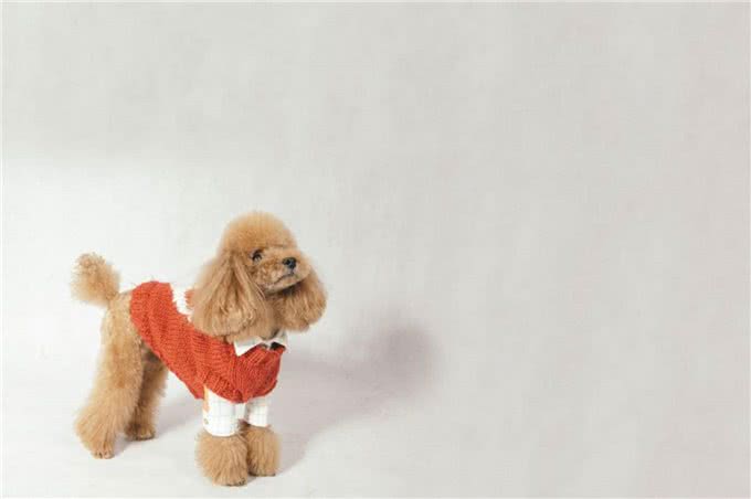 萌翻天的小泰迪也有5个缺点，养它前，先问问自己能接受吗