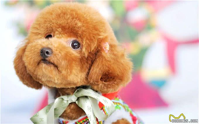 萌翻天的小泰迪也有5个缺点，养它前，先问问自己能接受吗