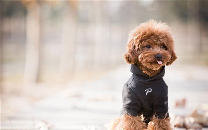 萌翻天的小泰迪也有5个缺点，养它前，先问问自己能接受吗