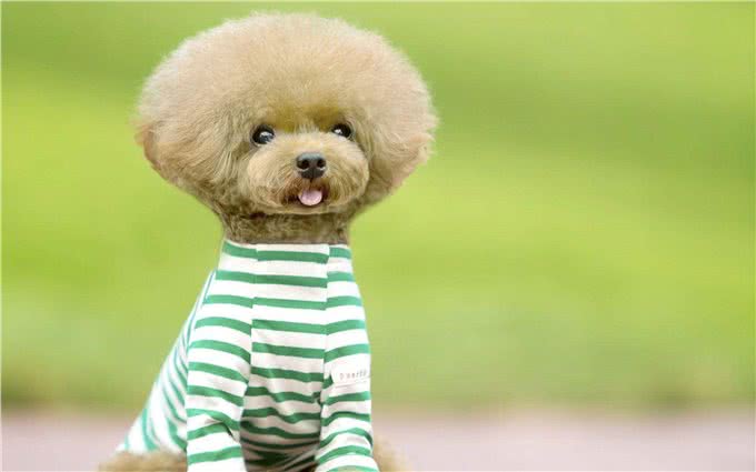 萌翻天的小泰迪也有5个缺点，养它前，先问问自己能接受吗