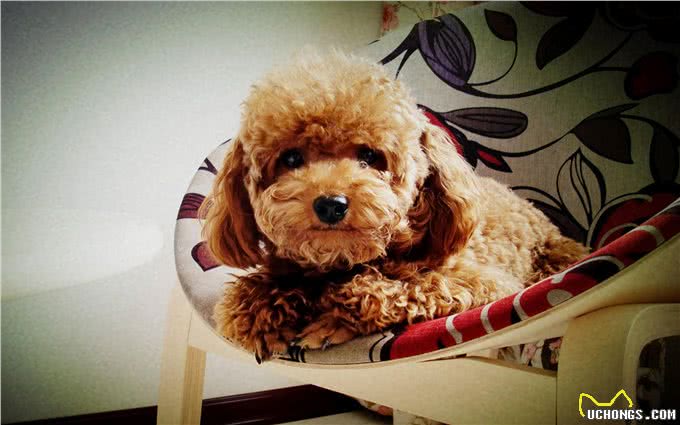 萌翻天的小泰迪也有5个缺点，养它前，先问问自己能接受吗