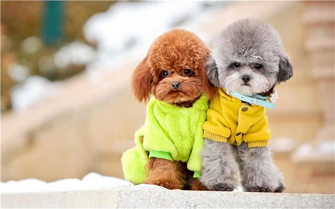 萌翻天的小泰迪也有5个缺点，养它前，先问问自己能接受吗