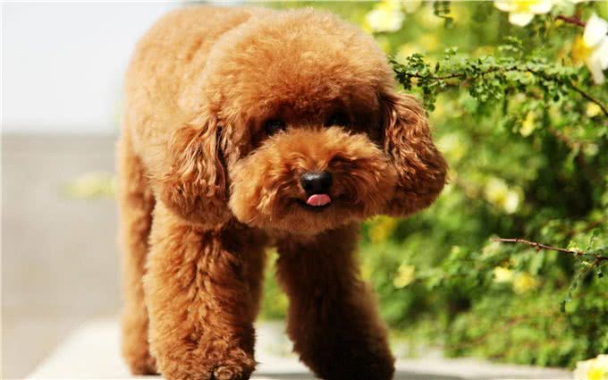 萌翻天的小泰迪也有5个缺点，养它前，先问问自己能接受吗