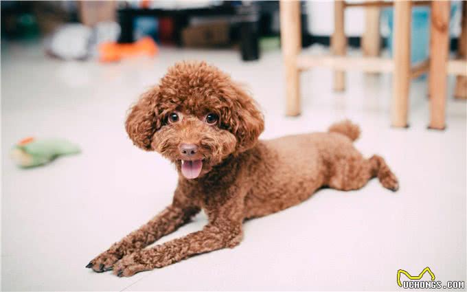 萌翻天的小泰迪也有5个缺点，养它前，先问问自己能接受吗