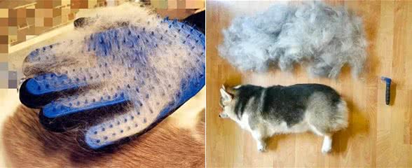 狗狗换毛期必备小工具
