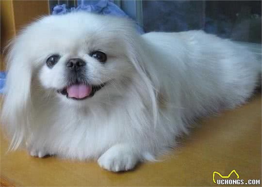 独属于中国的小福狗,乖巧可爱,难道你不想养一只吗?