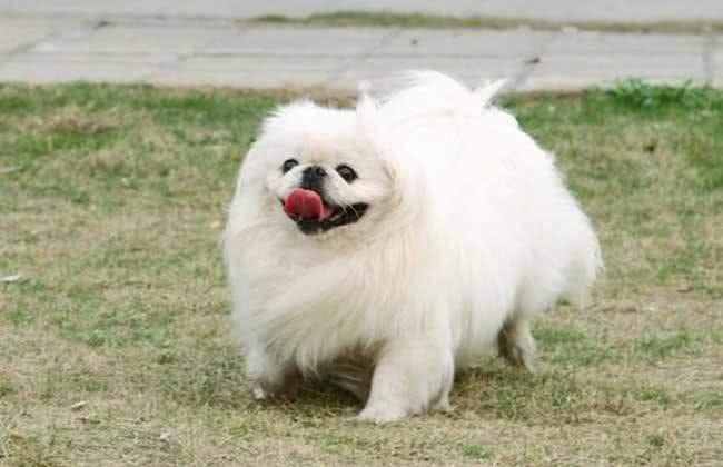 独属于中国的小福狗,乖巧可爱,难道你不想养一只吗?