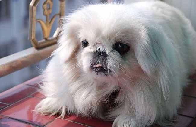 独属于中国的小福狗,乖巧可爱,难道你不想养一只吗?