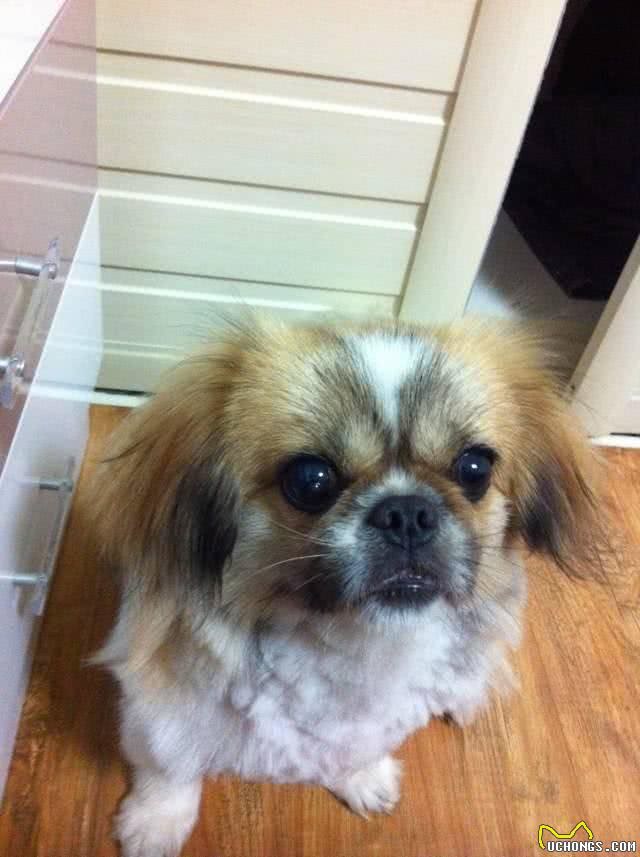 独属于中国的小福狗,乖巧可爱,难道你不想养一只吗?