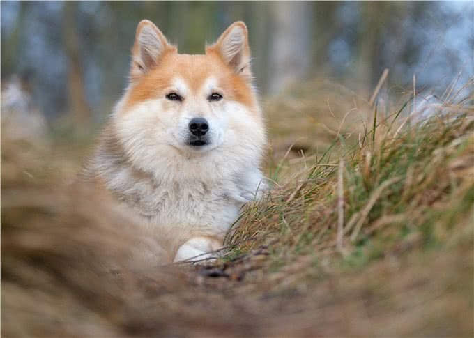 天资聪慧的牧羊犬们，到底有哪些犬种?它们有什么特点?