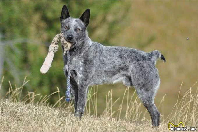 天资聪慧的牧羊犬们，到底有哪些犬种?它们有什么特点?