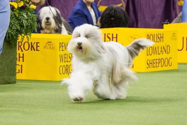 天资聪慧的牧羊犬们，到底有哪些犬种?它们有什么特点?