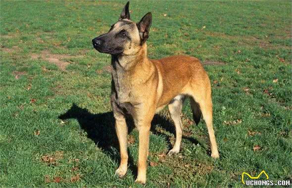 天资聪慧的牧羊犬们，到底有哪些犬种?它们有什么特点?
