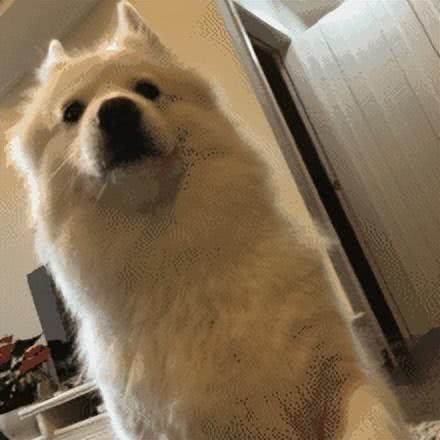 几种不爱叫的狗狗品种，网友直呼疯狂加分!