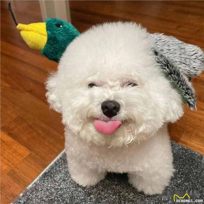 几种不爱叫的狗狗品种，网友直呼疯狂加分!