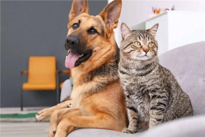 把猫狗当金主的年轻人:试吃狗粮，年入50万