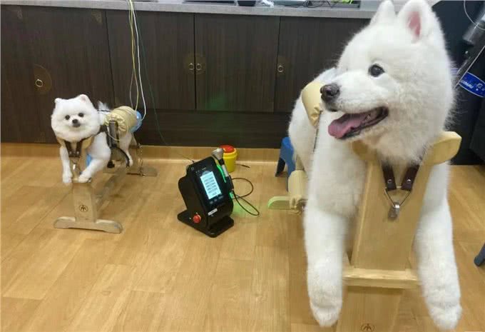 把猫狗当金主的年轻人:试吃狗粮，年入50万