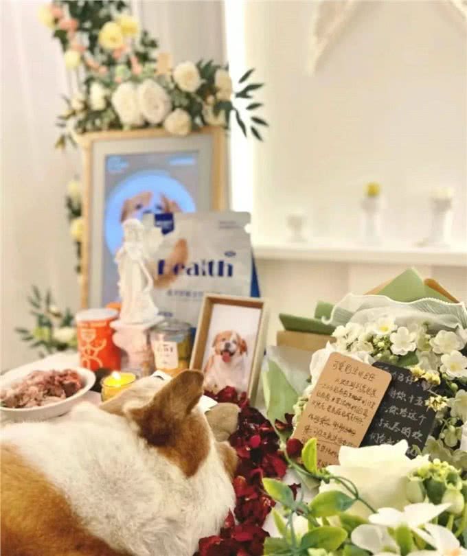 把猫狗当金主的年轻人:试吃狗粮，年入50万