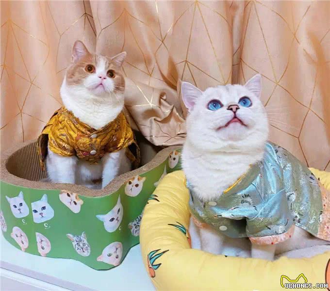 把猫狗当金主的年轻人:试吃狗粮，年入50万