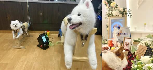 把猫狗当金主的年轻人:试吃狗粮，年入50万