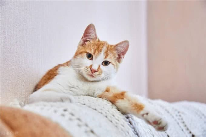 养猫指南▏猫咪一直长不胖是怎么回事?
