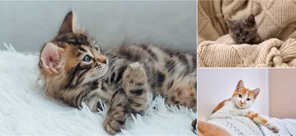 养猫指南▏猫咪一直长不胖是怎么回事?