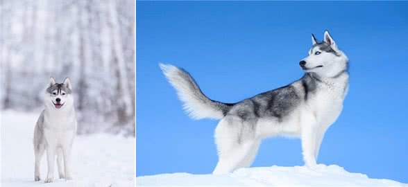 如果你想养一只西伯利亚雪橇犬-哈士奇，这些你应该看看
