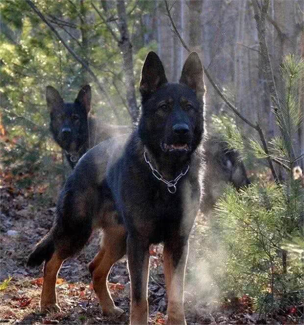 如何建立和巩固犬对训练员的依赖性（亲和）