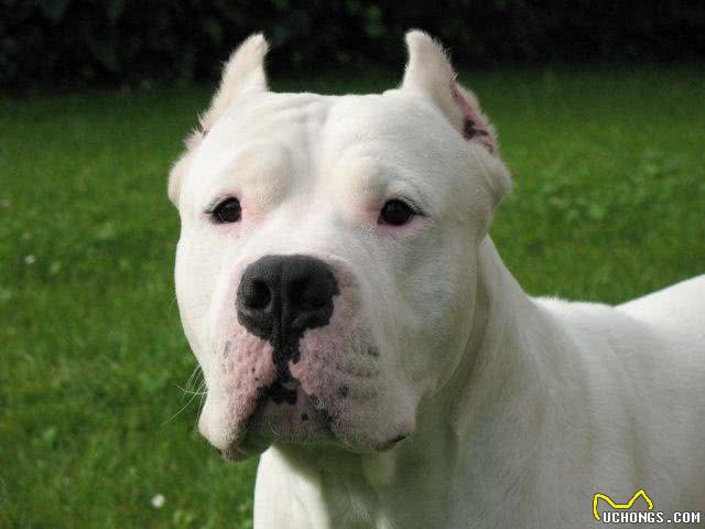咬合力最强不输灰熊最霸气狗狗:阿根廷敖犬头骨最坚硬