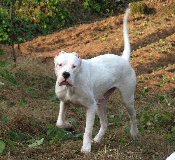 咬合力最强不输灰熊最霸气狗狗:阿根廷敖犬头骨最坚硬