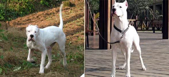 咬合力最强不输灰熊最霸气狗狗:阿根廷敖犬头骨最坚硬