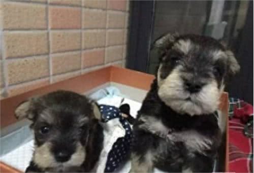 从小长相老气横秋的迷你型雪纳瑞犬，你咋从小就这么老相