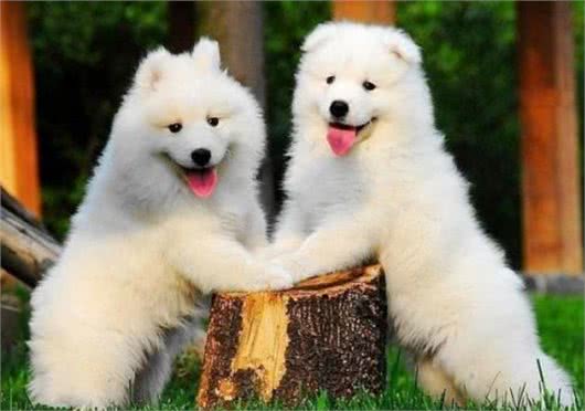 这6种狗狗，人称狗界的渣男，有你家的吗?