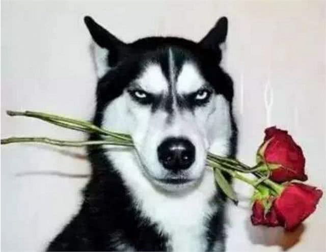 这6种狗狗，人称狗界的渣男，有你家的吗?